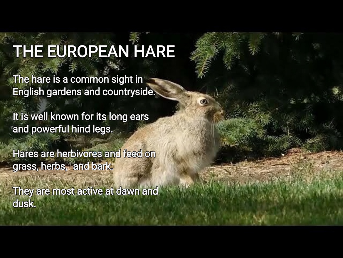 Drink Clove Water for a Whole Month & These 5 Things Will Happen