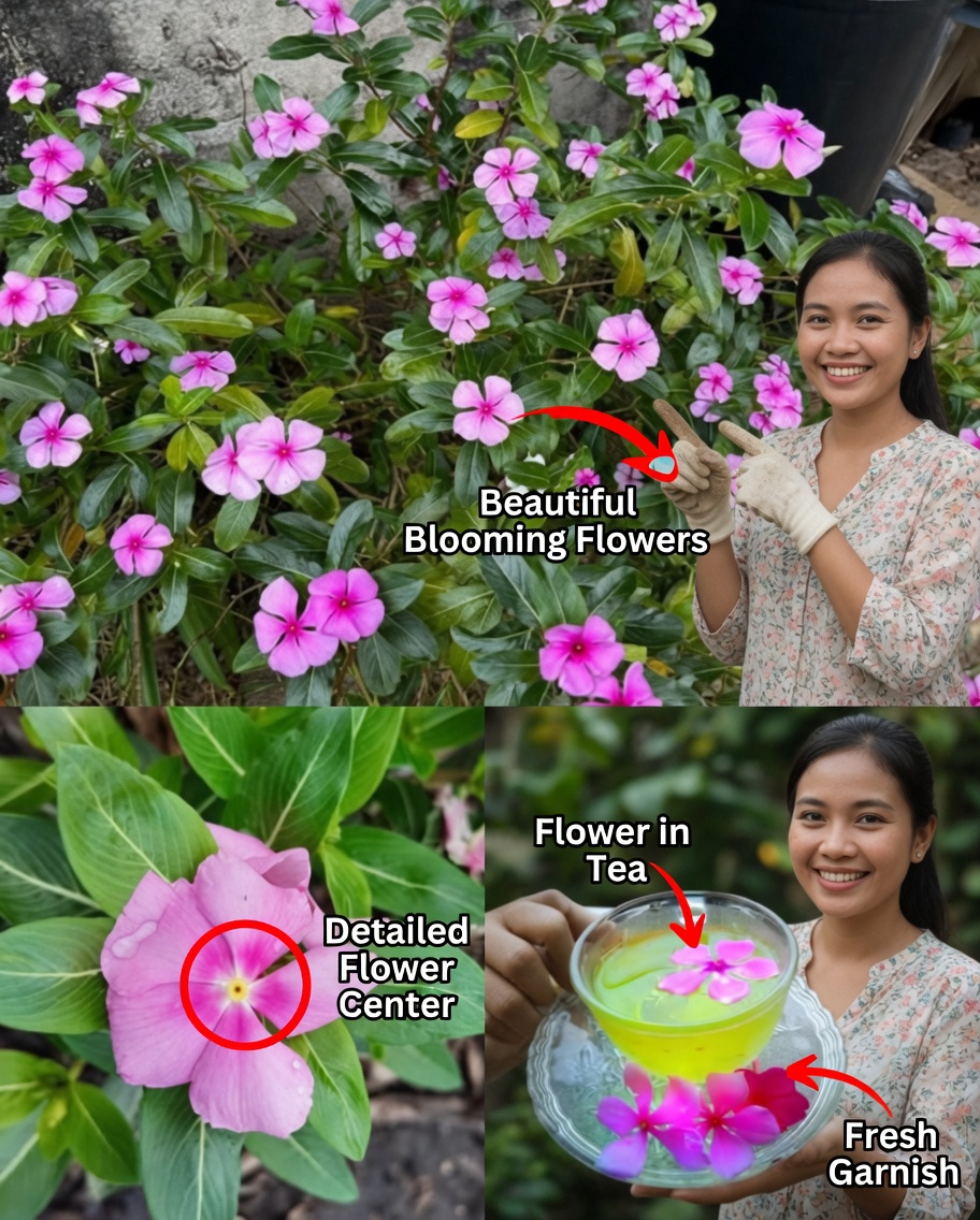 Boost Brain Health and Improve Circulation Naturally