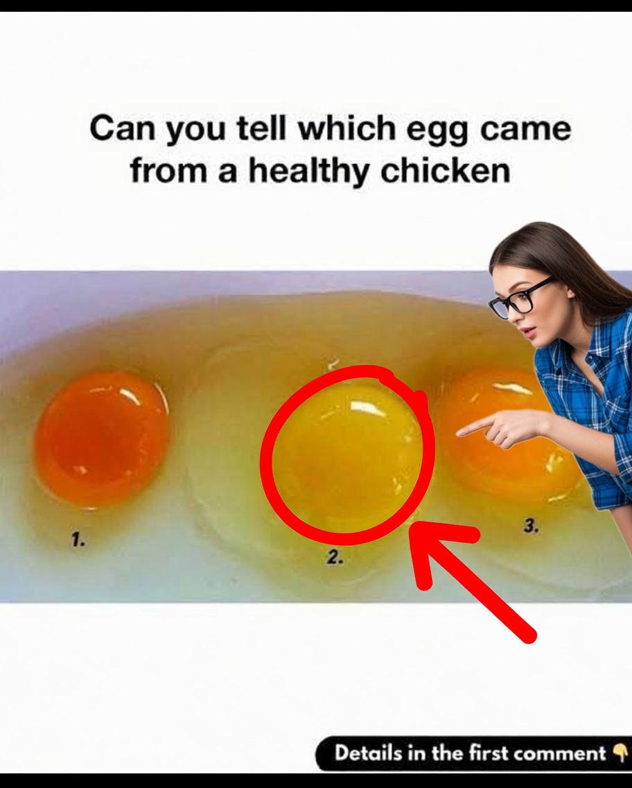 Can You Tell Which Egg Came From a Healthy Chicken?