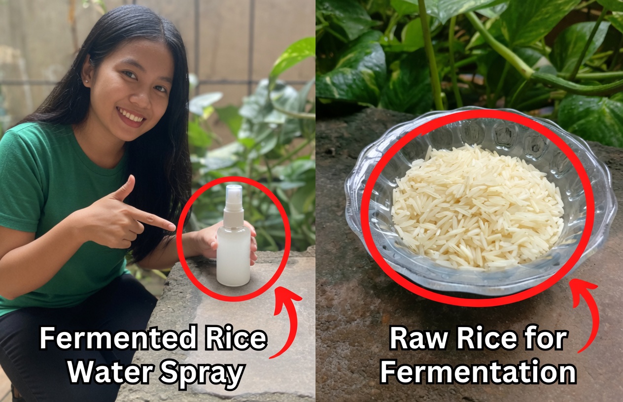 Rice Water for Hair Growth – Thick Hair with Rice Water