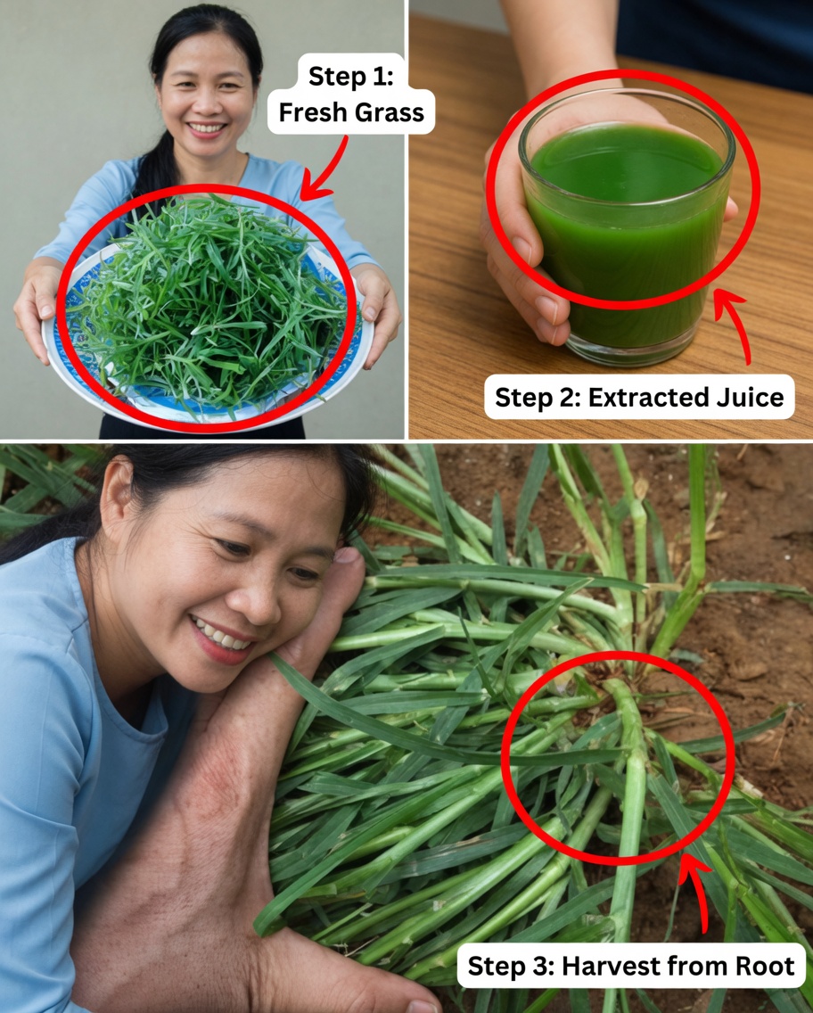 Gooseberry: A Medicinal Treasure Through the Ages