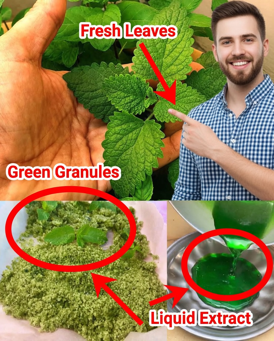 The Versatile Mint: Unlock Its Health Benefits, Uses, and Daily Potential