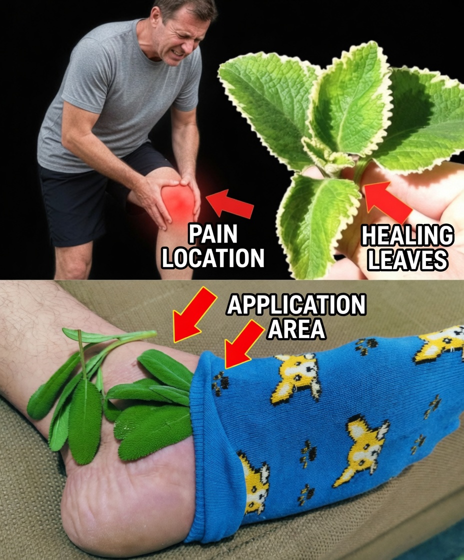 Rosemary Molfina Natural: Relieve Muscle, Joint, and Rheumatic Pain with This Powerful Remedy