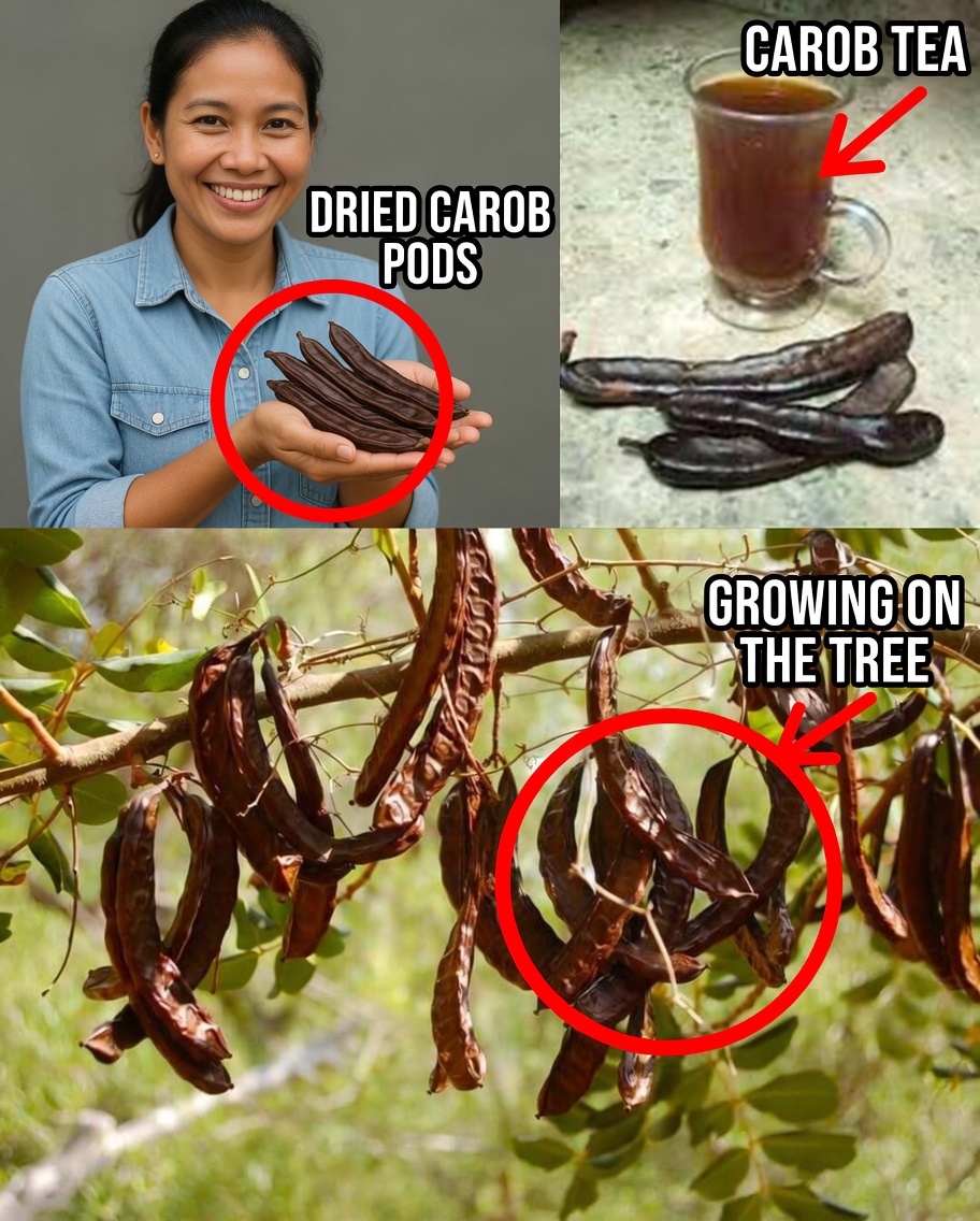 Carob (Ceratonia siliqua): Benefits and Homemade Uses