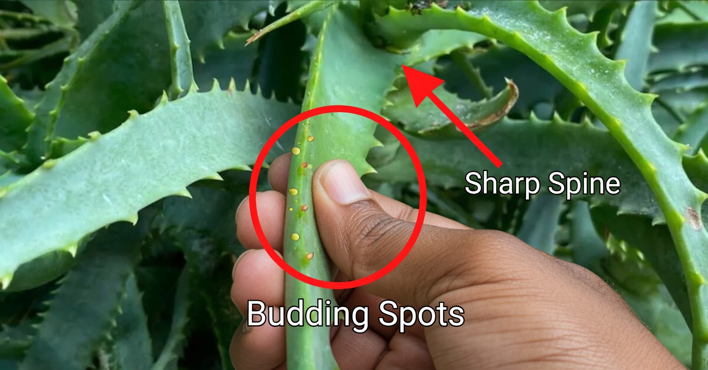 Stop! You're Making a Big Mistake Drinking Lemon Water Like That: How to Make Lemon Water Properly