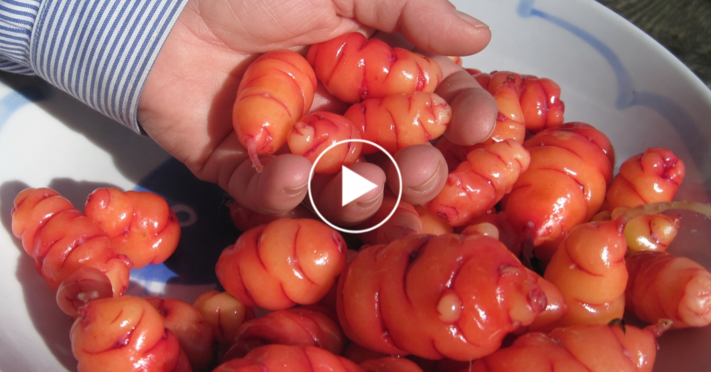 Discover the Natural Weight Loss Benefits of Hibiscus Tea