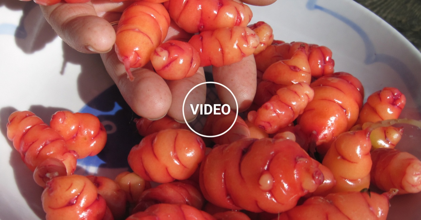 Discover the Natural Weight Loss Benefits of Hibiscus Tea